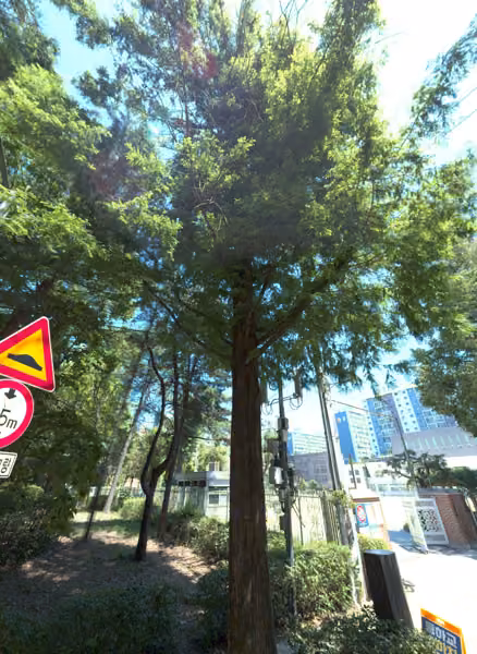 tree photo