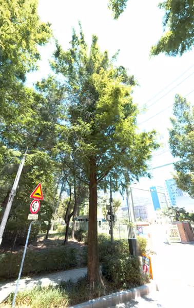 tree photo