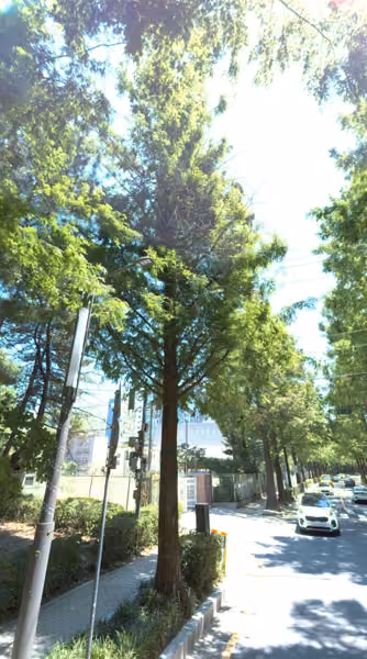 tree photo