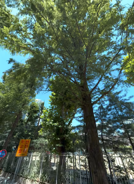 tree photo