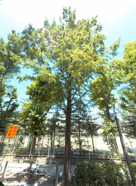 tree photo