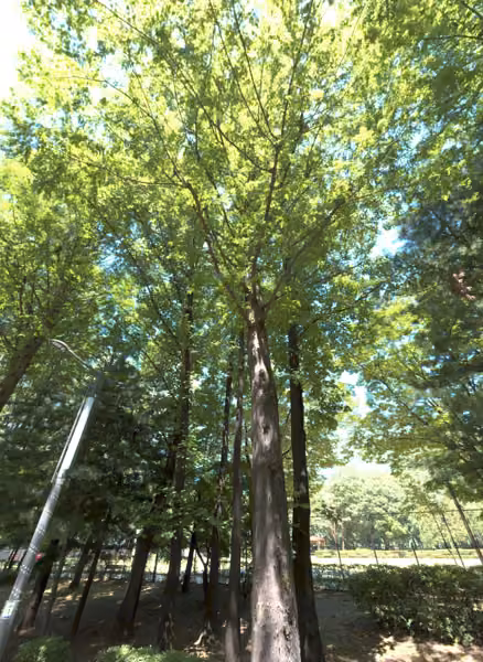 tree photo