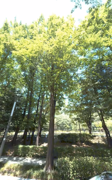 tree photo
