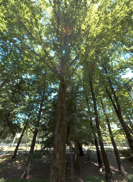 tree photo