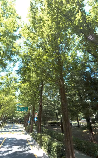 tree photo