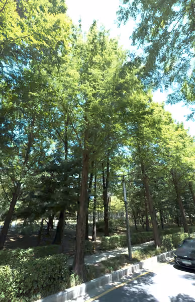 tree photo