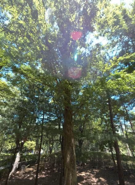 tree photo