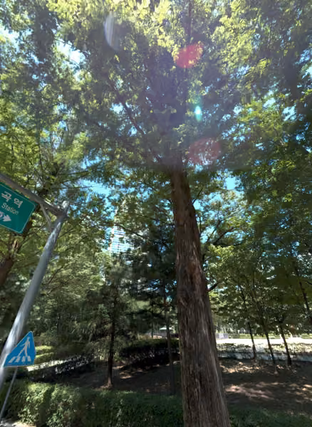 tree photo