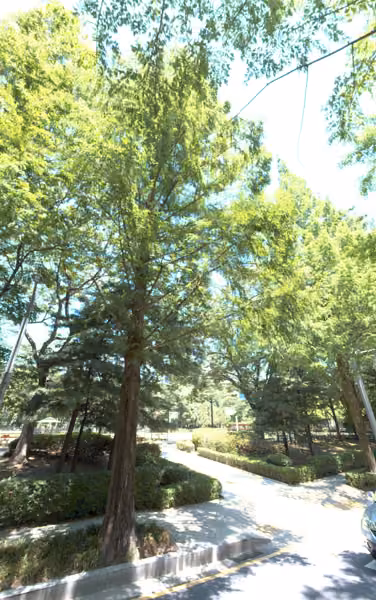 tree photo