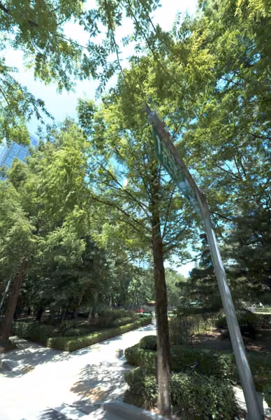 tree photo