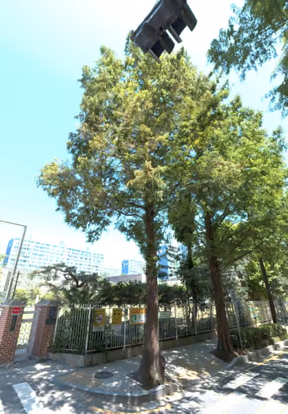 tree photo