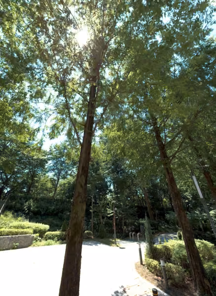 tree photo