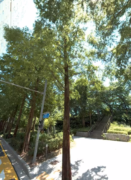 tree photo