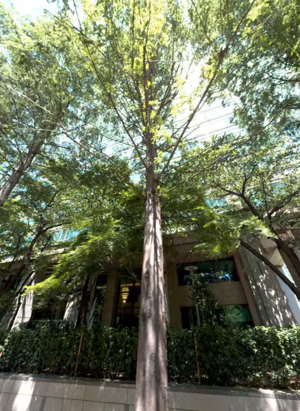 tree photo