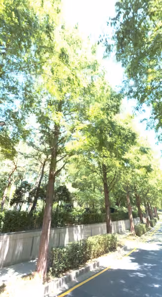 tree photo