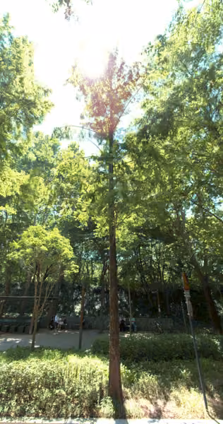 tree photo