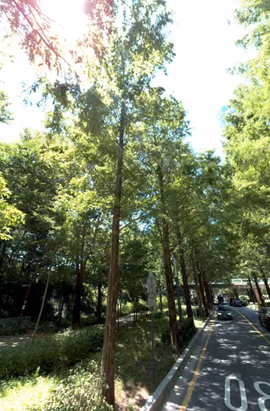 tree photo