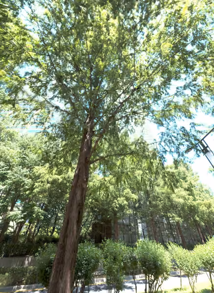 tree photo