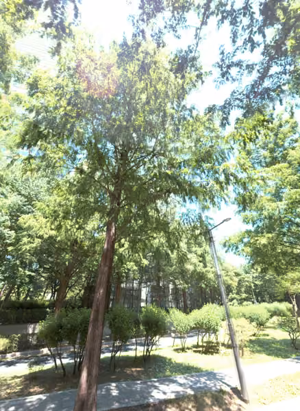 tree photo