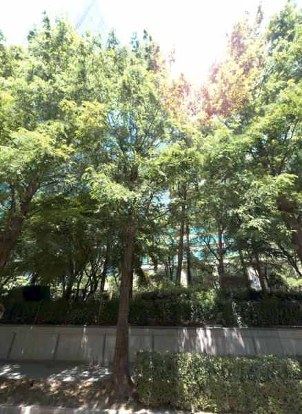 tree photo