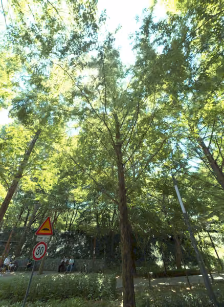 tree photo