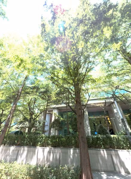 tree photo