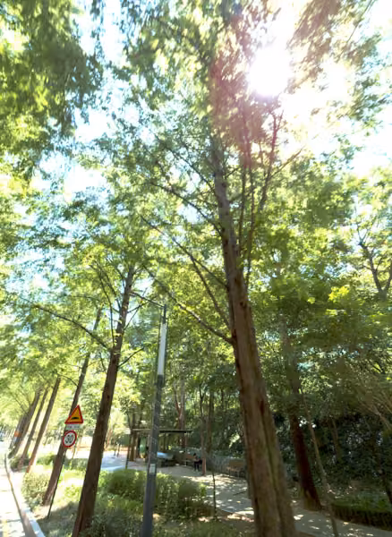 tree photo