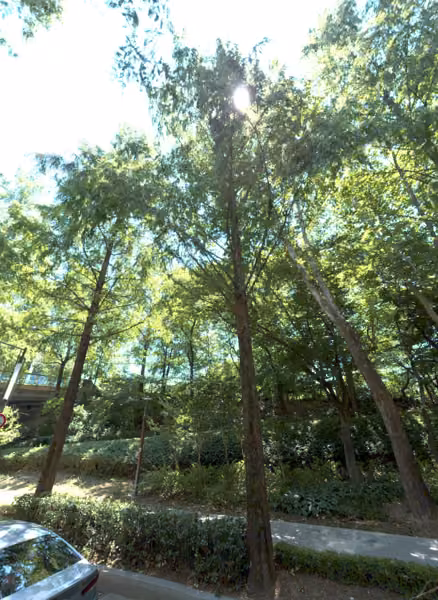 tree photo