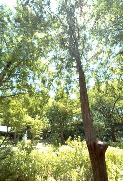 tree photo