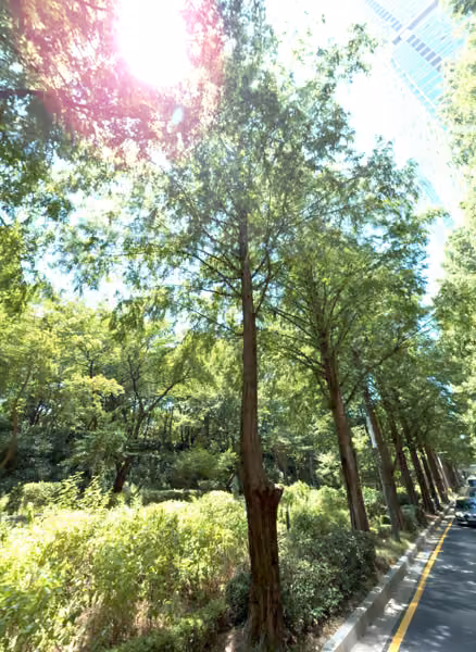 tree photo