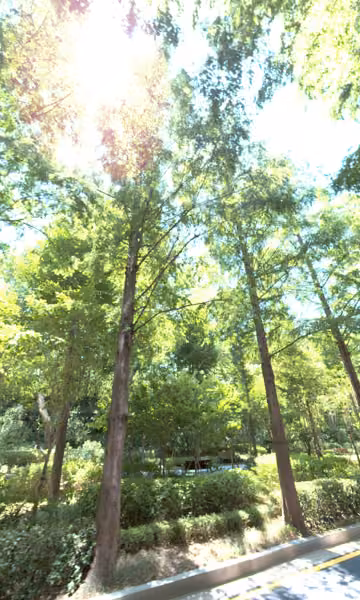 tree photo