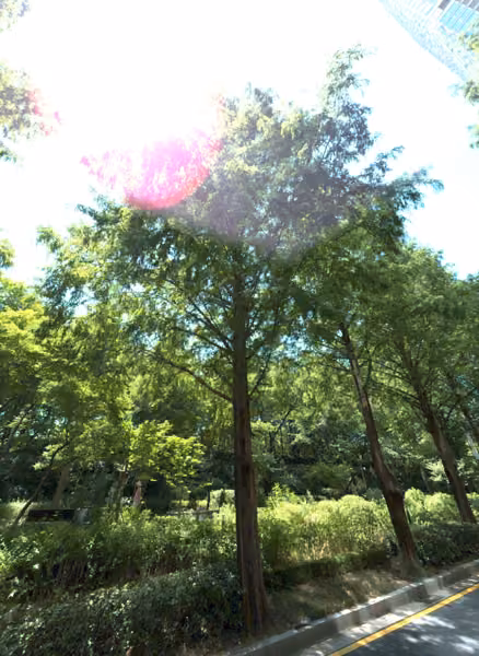tree photo