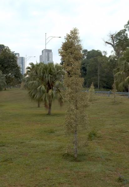tree photo