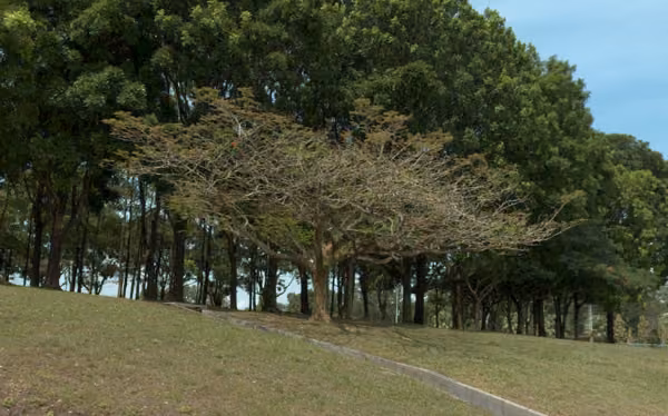 tree photo