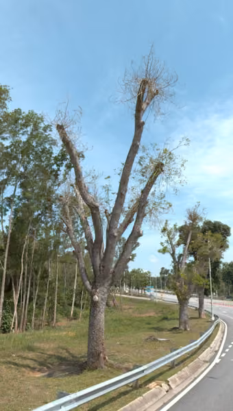 tree photo