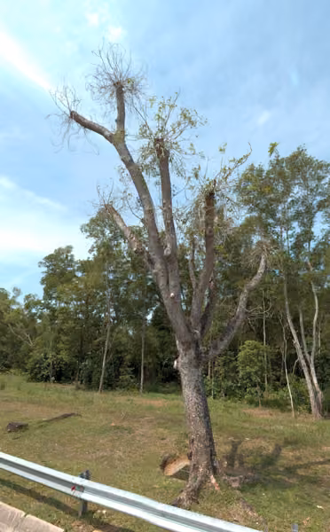 tree photo
