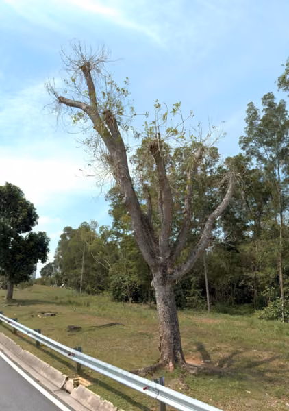 tree photo