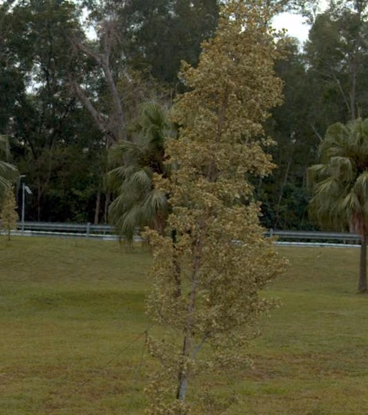 tree photo