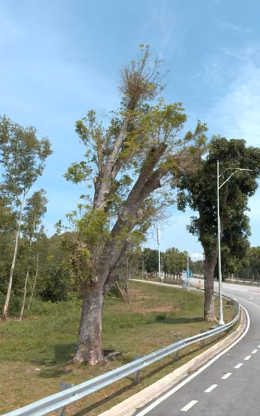 tree photo