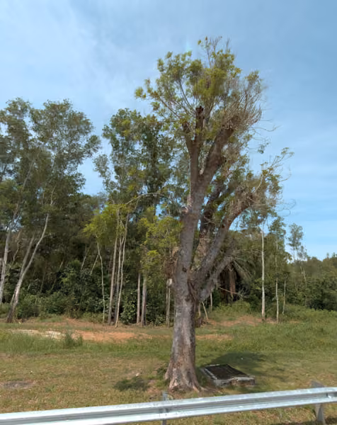 tree photo