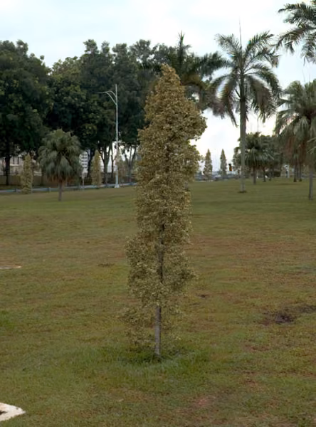 tree photo