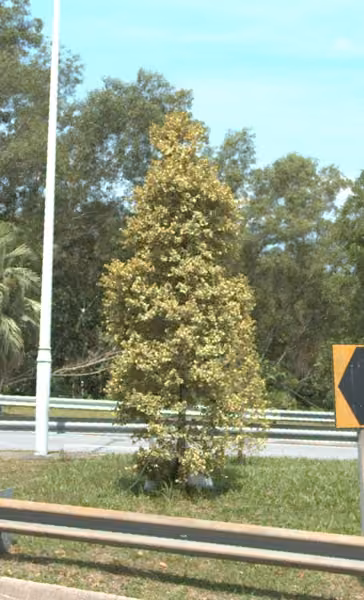 tree photo