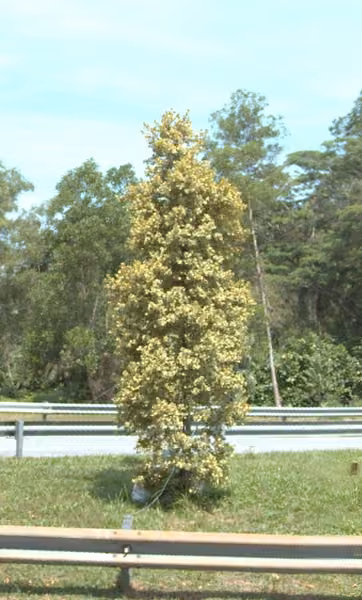 tree photo