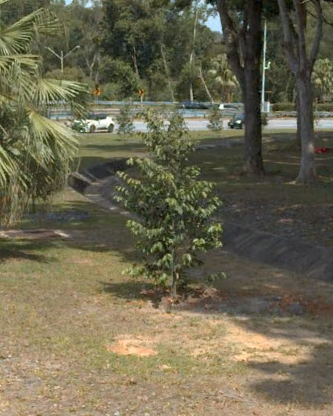 tree photo