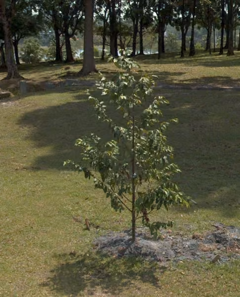 tree photo