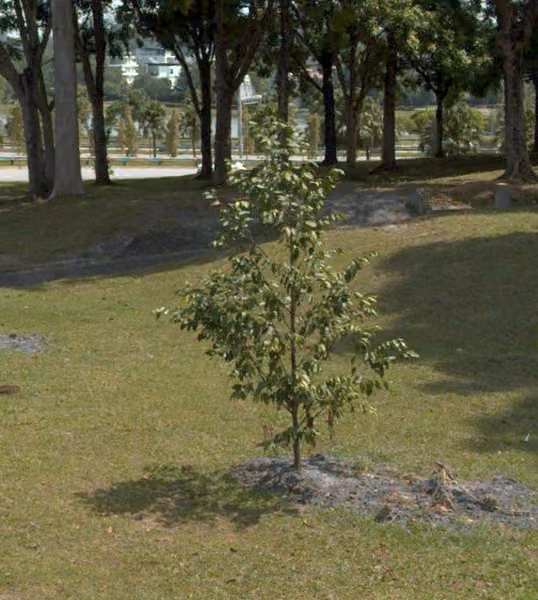 tree photo