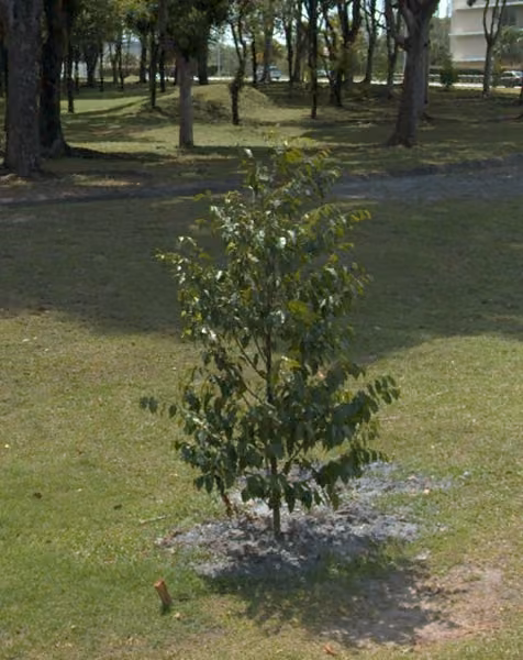 tree photo