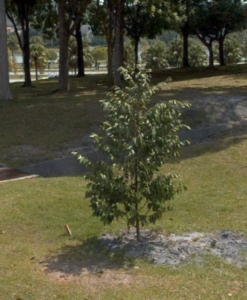 tree photo