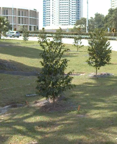 tree photo