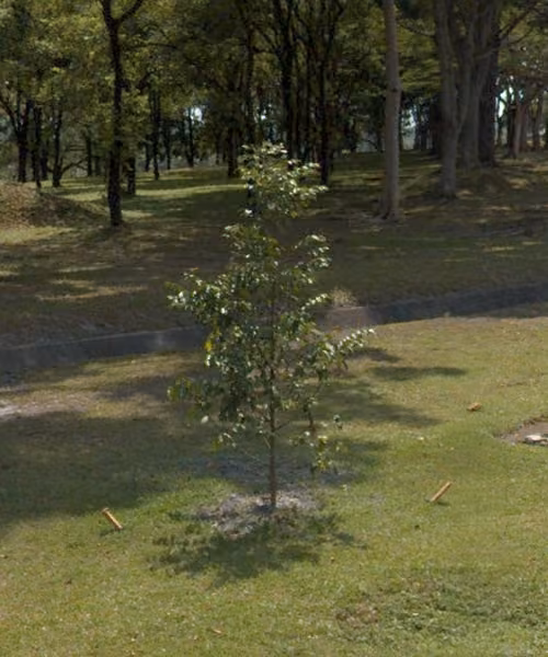 tree photo